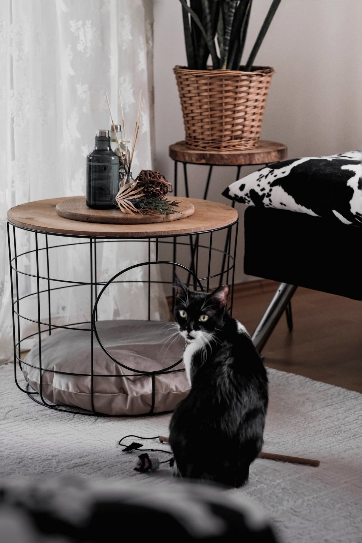 Măsuță de cafea Cat, Pin atlantic - Negru, 54x41x54 cm