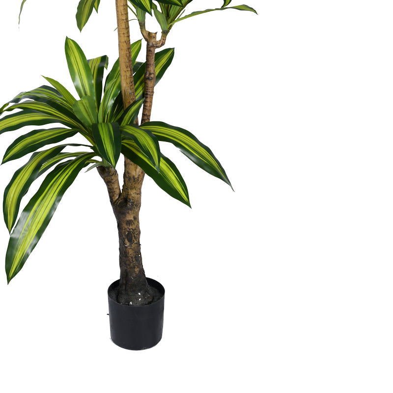 Planta decorativa Dracaena Ighiveci, verde, H170cm