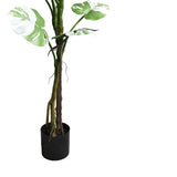 Planta decorativaghiveci Monstera II  verde pp H132cm