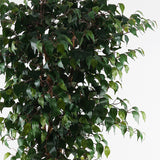 Planta decorativă cu ghiveci Banyan, Sintetic, Verde, 95x180 cm