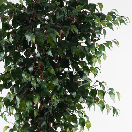 Planta decorativă cu ghiveci Banyan, Sintetic, Verde, 95x180 cm