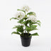Plantă decorativă cu ghiveci Hydrangea, Alb, 35x50 cm