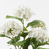 Plantă decorativă cu ghiveci Hydrangea, Alb, 35x50 cm