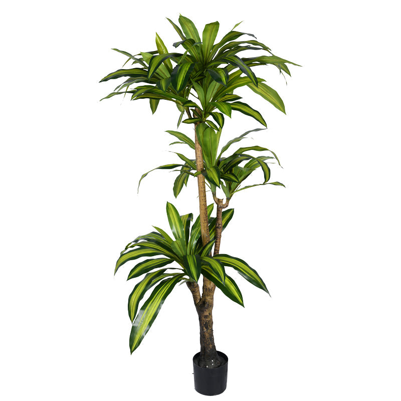 Planta decorativa Dracaena Ighiveci, verde, H170cm