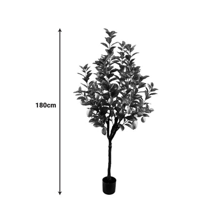 Planta decorativa Lamâi în ghiveci, Înaltime 180cm