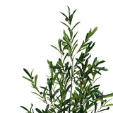 Planta decorativa Olive treeghiveci, verde, H120 cm