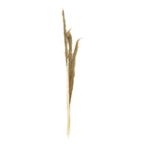 Set 3 Piese Frunze Deco Pampas, H140cm, Decor Interior Relaxant, Naturala, 14x5x140 cm