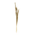 Set 3 Piese Frunze Deco Pampas, H140cm, Decor Interior Relaxant, Naturala, 14x5x140 cm