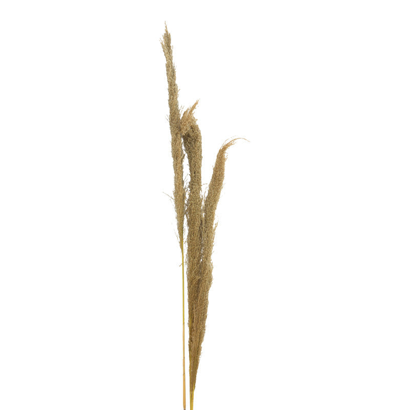 Set 3 Piese Frunze Deco Pampas, H140cm, Decor Interior Relaxant, Naturala, 14x5x140 cm